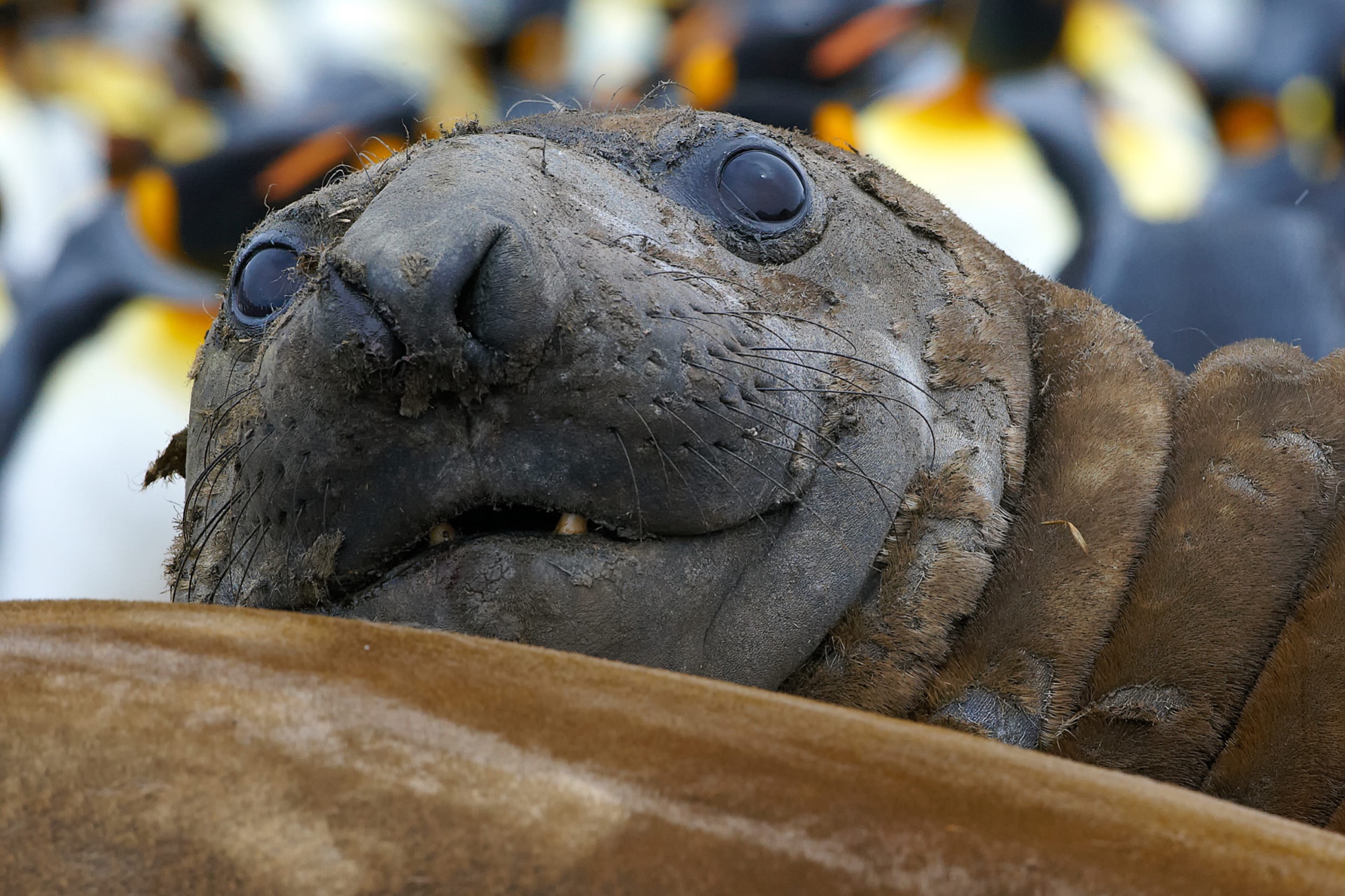 neugieriger Seeelefant,  St. Andrews Bay